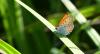 Lycaena dispar